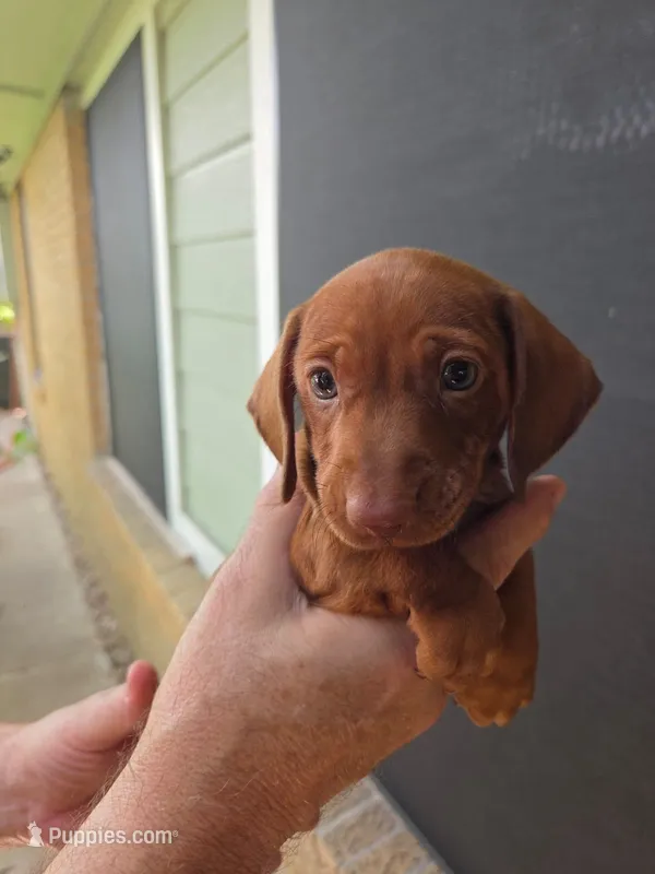 1 Boy Red Dapple – Miniature Dachshund puppy for sale in Pasadena, TX