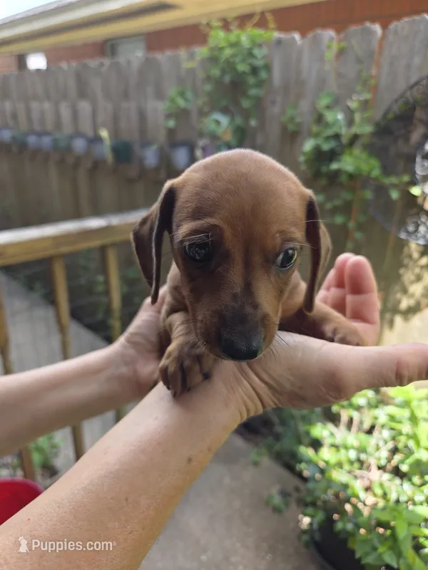 3 Girl Red Dapple – Miniature Dachshund puppy for sale in Pasadena, TX