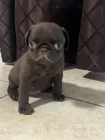 Chocolate Pug Jerry, a male Pug for sale in Pasadena, TX – 2 of 4