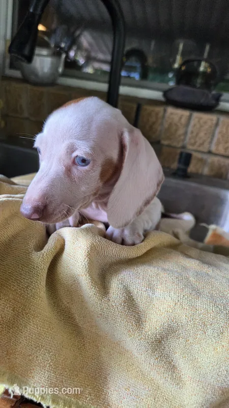 2 Girl Brown Dapple  – Miniature Dachshund puppy for sale in Pasadena, TX
