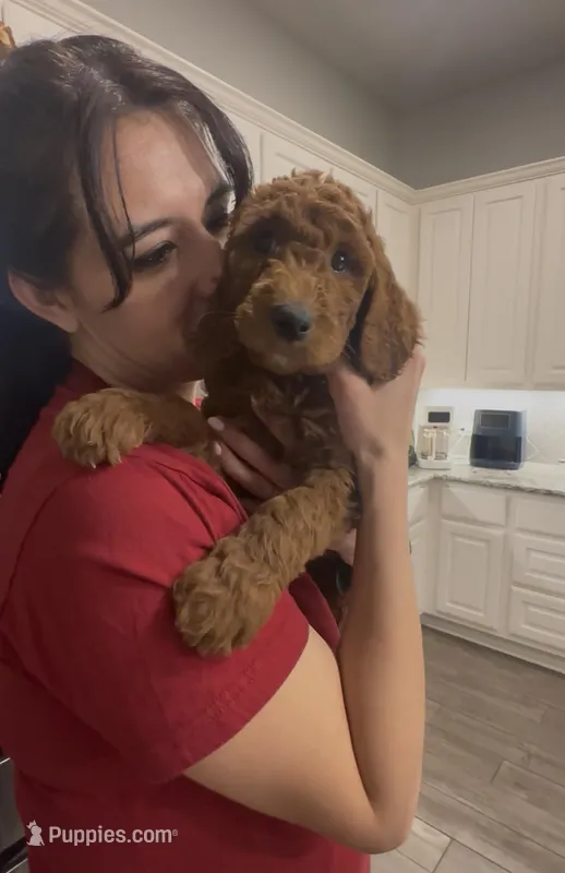Marmalade  – Goldendoodle puppy for sale in San Marcos, TX