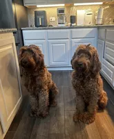 Marmalade , a female Goldendoodle for sale in San Marcos, TX – Photo 5 of 5