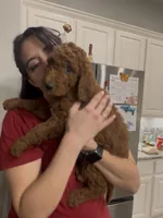 Marmalade , a female Goldendoodle for sale in San Marcos, TX – Photo 2 of 5