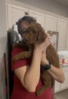 Marmalade , a female Goldendoodle for sale in San Marcos, TX – Photo 3 of 5