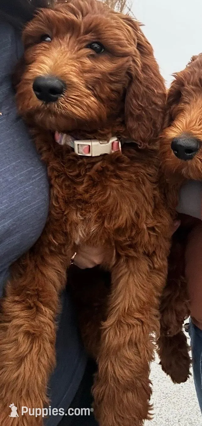 Omelette, a female Goldendoodle for sale in San Marcos, TX – Photo 2 of 7