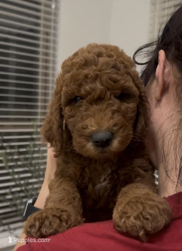 French Toast – Goldendoodle puppy for sale in San Marcos, TX