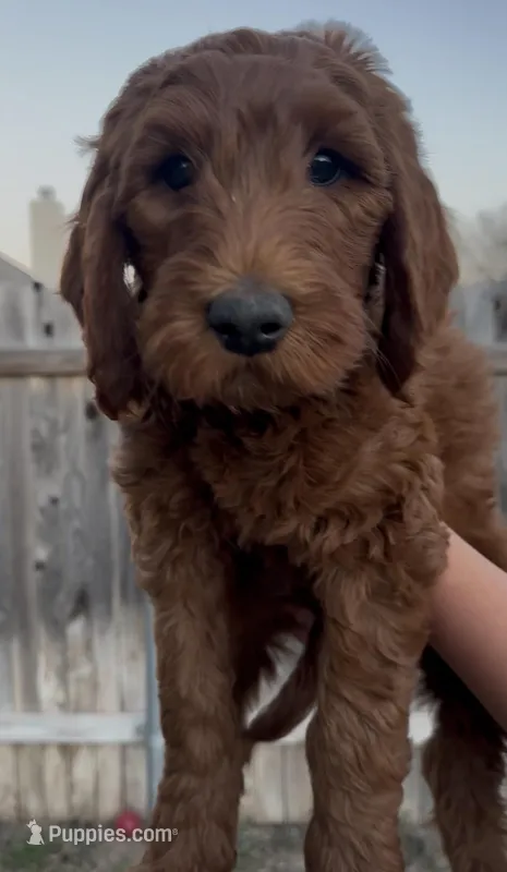 Flapjack – Goldendoodle puppy for sale in San Marcos, TX