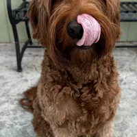 Frappe, a female Goldendoodle for sale in San Marcos, TX – Photo 6 of 7