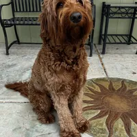 Frappe, a female Goldendoodle for sale in San Marcos, TX – Photo 5 of 7