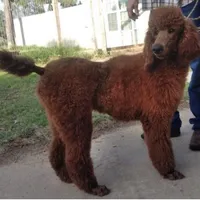 Frappe, a female Goldendoodle for sale in San Marcos, TX – Photo 7 of 7