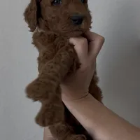 Frappe, a female Goldendoodle for sale in San Marcos, TX – Photo 2 of 7