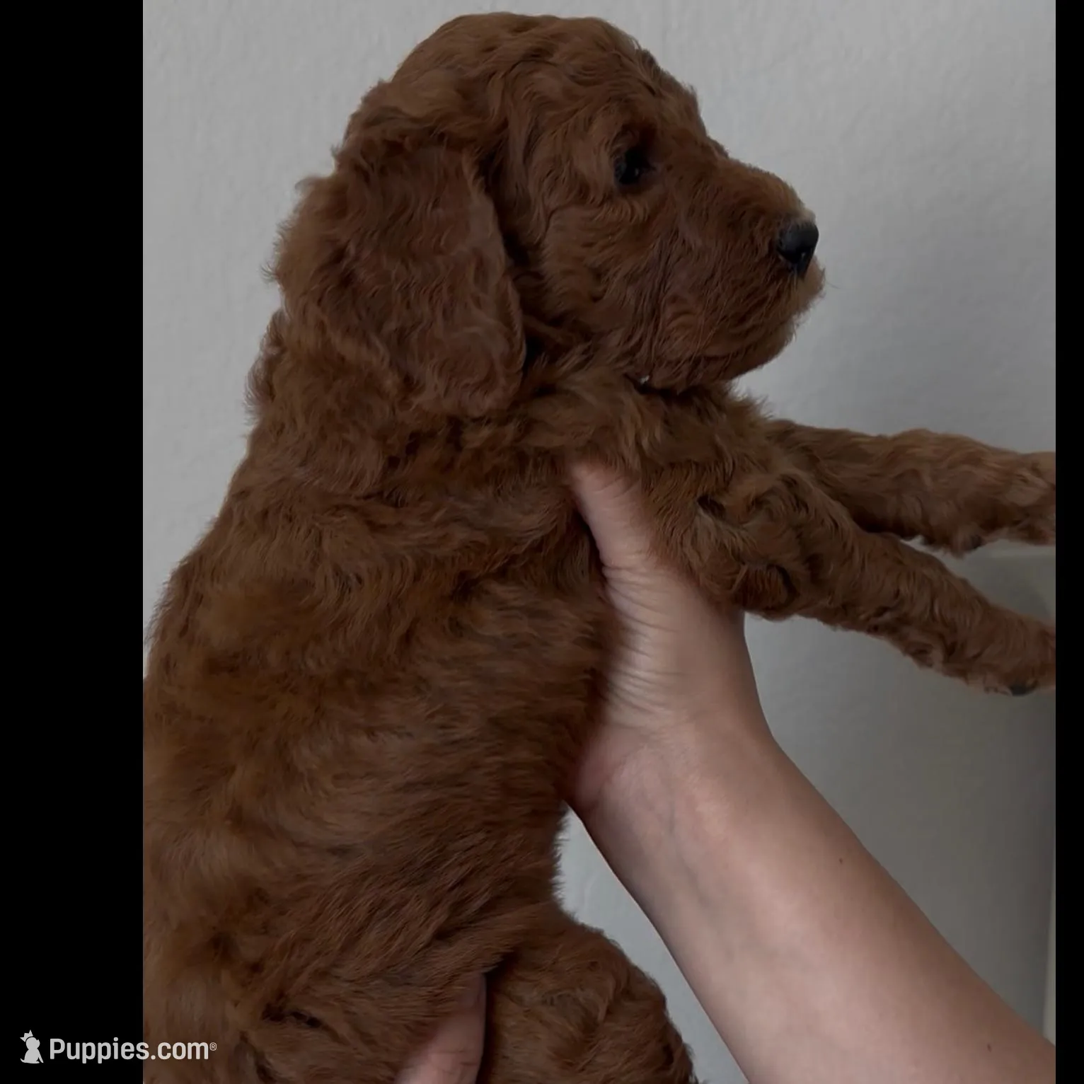 Frappe, a female Goldendoodle for sale in San Marcos, TX – Photo 3 of 7