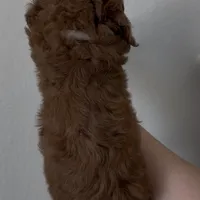 Frappe, a female Goldendoodle for sale in San Marcos, TX – Photo 4 of 7