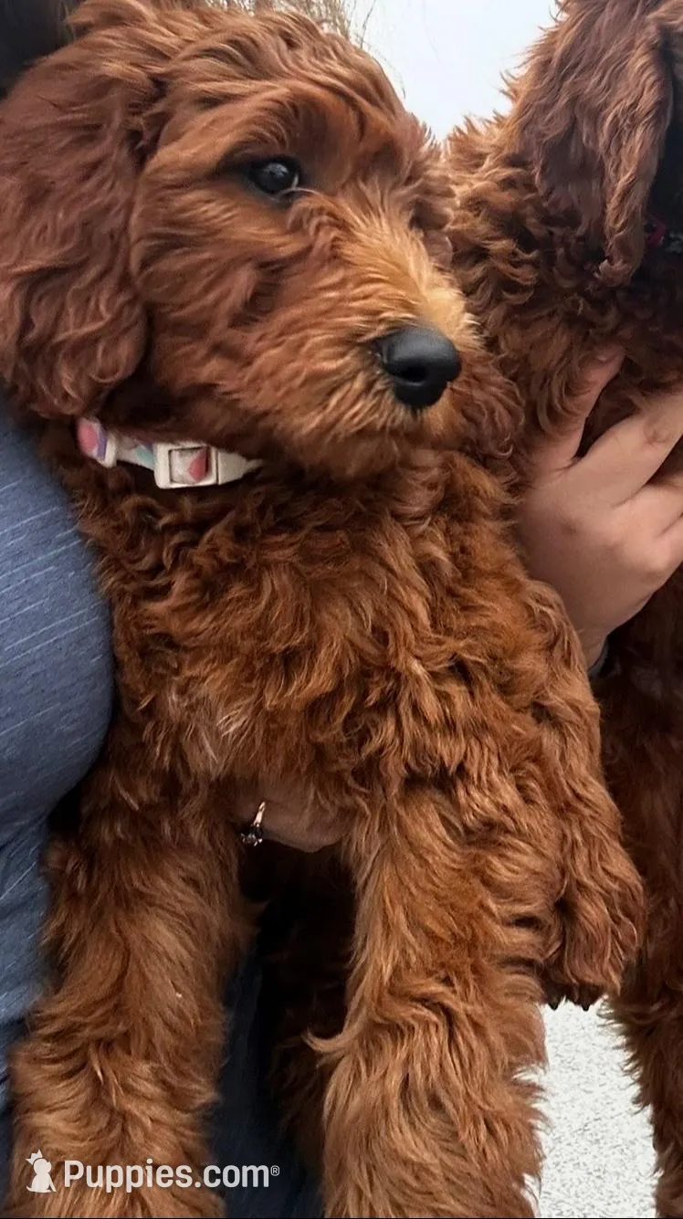 Omelette – Goldendoodle puppy for sale in San Marcos, TX
