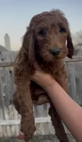Flapjack, a male Goldendoodle for sale in San Marcos, TX – Photo 3 of 5