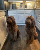 Flapjack, a male Goldendoodle for sale in San Marcos, TX – Photo 4 of 5