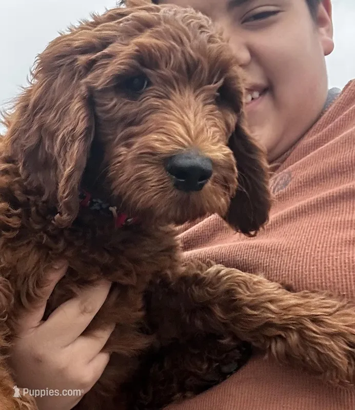 Flapjack – Goldendoodle puppy for sale in San Marcos, TX