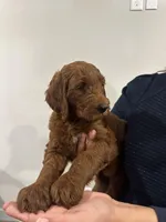 Hashbrown, a male Goldendoodle for sale in San Marcos, TX – Photo 3 of 6