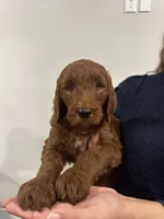 Hashbrown, a male Goldendoodle for sale in San Marcos, TX – Photo 1 of 6
