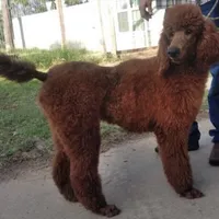Omelette, a female Goldendoodle for sale in San Marcos, TX – Photo 7 of 7