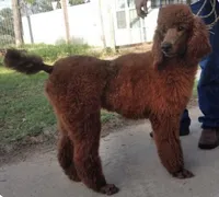 Omelette, a female Goldendoodle for sale in San Marcos, TX – Photo 9 of 9