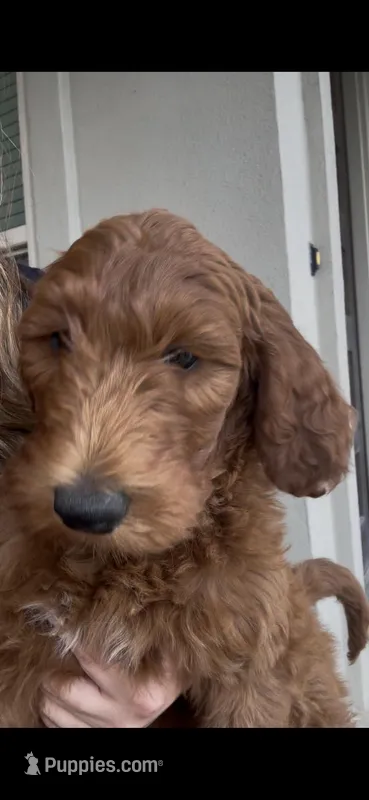Omelette – Goldendoodle puppy for sale in San Marcos, TX