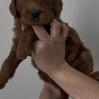 Omelette, a female Goldendoodle for sale in San Marcos, TX – Photo 2 of 7