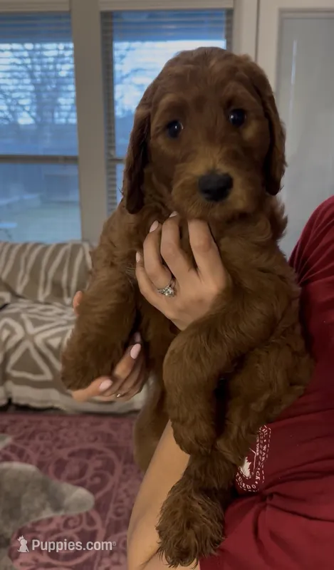 Omelette – Goldendoodle puppy for sale in San Marcos, TX