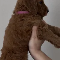 Ham, a female Goldendoodle for sale in San Marcos, TX – Photo 9 of 9