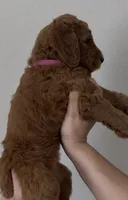 Ham, a female Goldendoodle for sale in San Marcos, TX – Photo 9 of 9