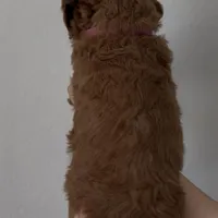 Ham, a female Goldendoodle for sale in San Marcos, TX – Photo 4 of 9