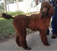 Ham, a female Goldendoodle for sale in San Marcos, TX – Photo 8 of 9