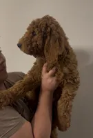 Ham, a female Goldendoodle for sale in San Marcos, TX – Photo 2 of 7