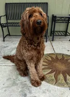 Muffin, a female Goldendoodle for sale in San Marcos, TX – Photo 6 of 7