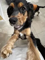 Goliath, a male Cocker Spaniel for sale in West Palm Beach, FL – 2 of 5