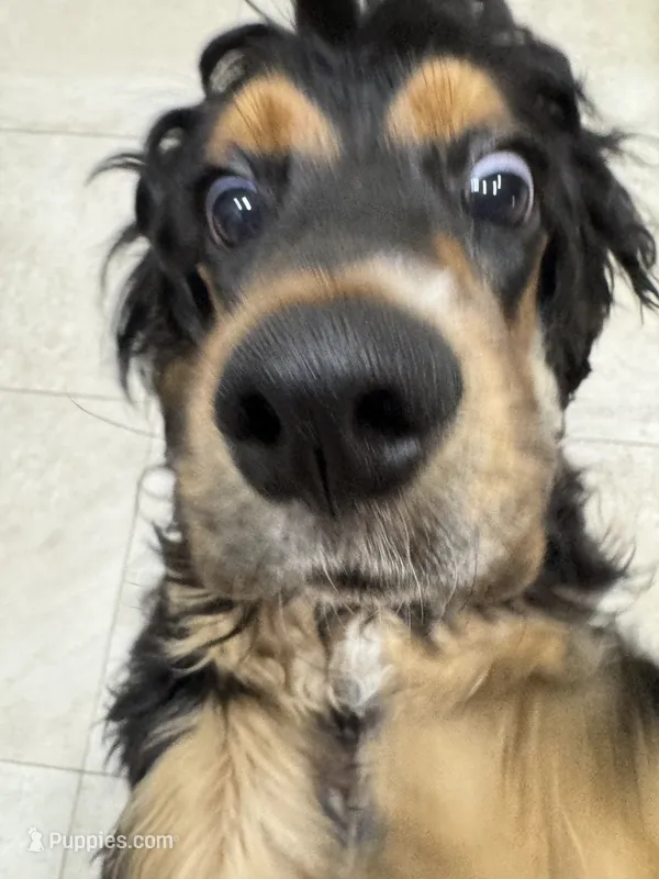 Goliath – Cocker Spaniel puppy for sale in West Palm Beach, FL