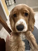 Gringo, a male Cocker Spaniel for sale in West Palm Beach, FL – 6 of 7