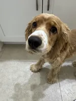 Gringo, a male Cocker Spaniel for sale in West Palm Beach, FL – Photo 3 of 5