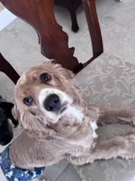 Gringo, a male Cocker Spaniel for sale in West Palm Beach, FL – Photo 5 of 5