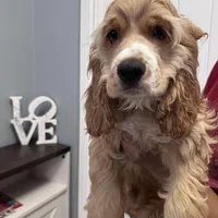 Gringo, a male Cocker Spaniel for sale in West Palm Beach, FL – Photo 1 of 2