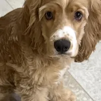 Gringo, a male Cocker Spaniel for sale in West Palm Beach, FL – Photo 2 of 2
