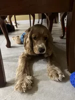 Gringo, a male Cocker Spaniel for sale in West Palm Beach, FL – 7 of 7