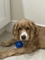 Gringo, a male Cocker Spaniel for sale in West Palm Beach, FL – Photo 4 of 5