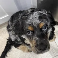 Achilles, a male Cocker Spaniel for sale in West Palm Beach, FL – Photo 1 of 3