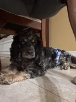 Achilles, a male Cocker Spaniel for sale in West Palm Beach, FL – 5 of 6
