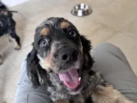 Achilles, a male Cocker Spaniel for sale in West Palm Beach, FL – Photo 2 of 3