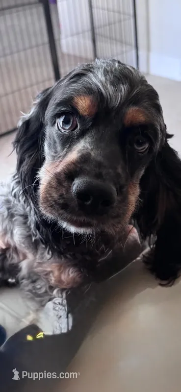 Achilles – Cocker Spaniel puppy for sale in West Palm Beach, FL