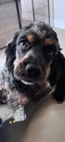 Achilles, a male Cocker Spaniel for sale in West Palm Beach, FL – 1 of 6