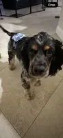Achilles, a male Cocker Spaniel for sale in West Palm Beach, FL – 6 of 6