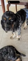 Achilles, a male Cocker Spaniel for sale in West Palm Beach, FL – 4 of 6